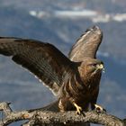 Mäusebussard beim fressen