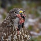  Mäusebussard beim Fressen