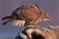 Mäusebussard beim Frühstück