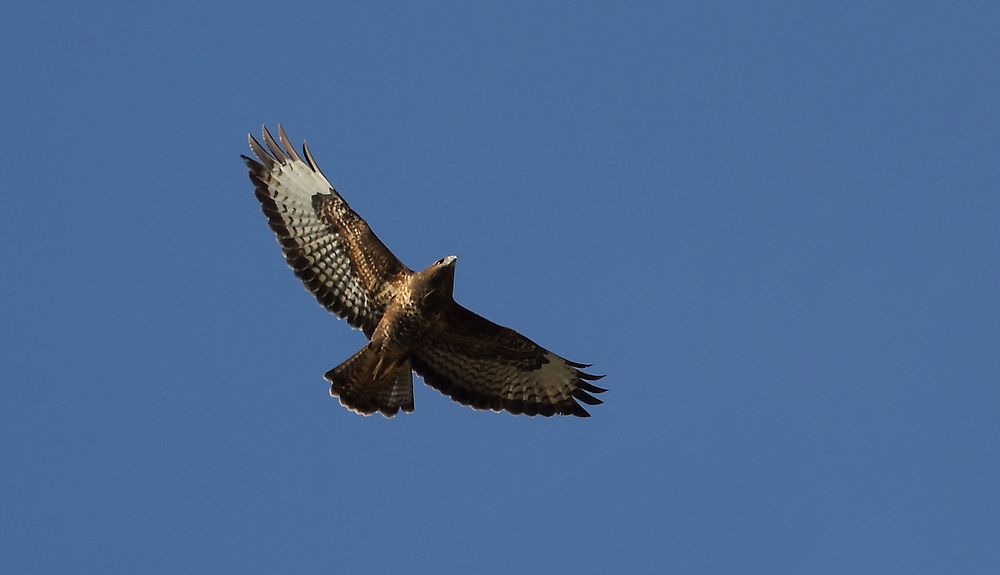 Mäusebussard beim Jagdkreisen