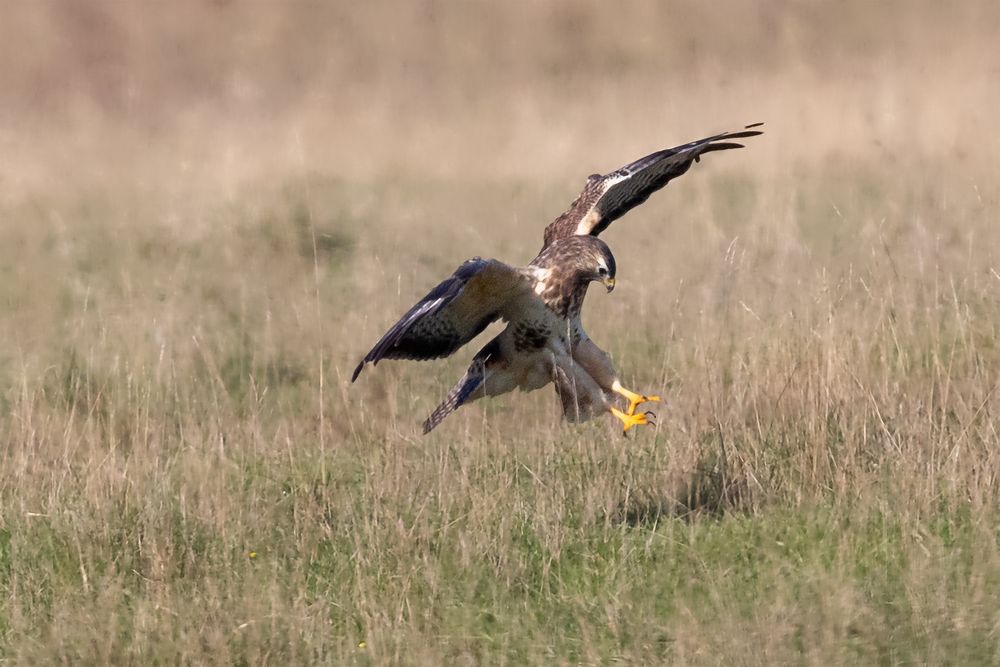 Mäusebussard beim Jagen