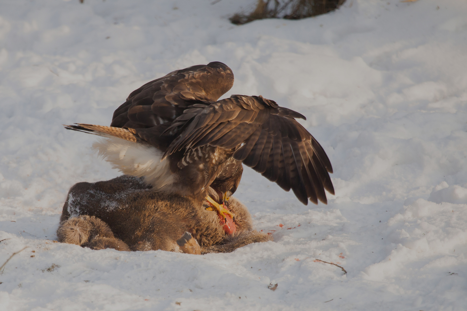 Mäusebussard beim kröpfen