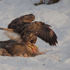 Mäusebussard beim kröpfen