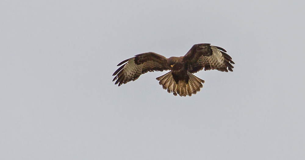 Mäusebussard beim "Rüttelflug"