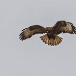 Mäusebussard beim "Rüttelflug"