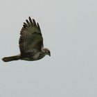 Mäusebussard beim Rütteln