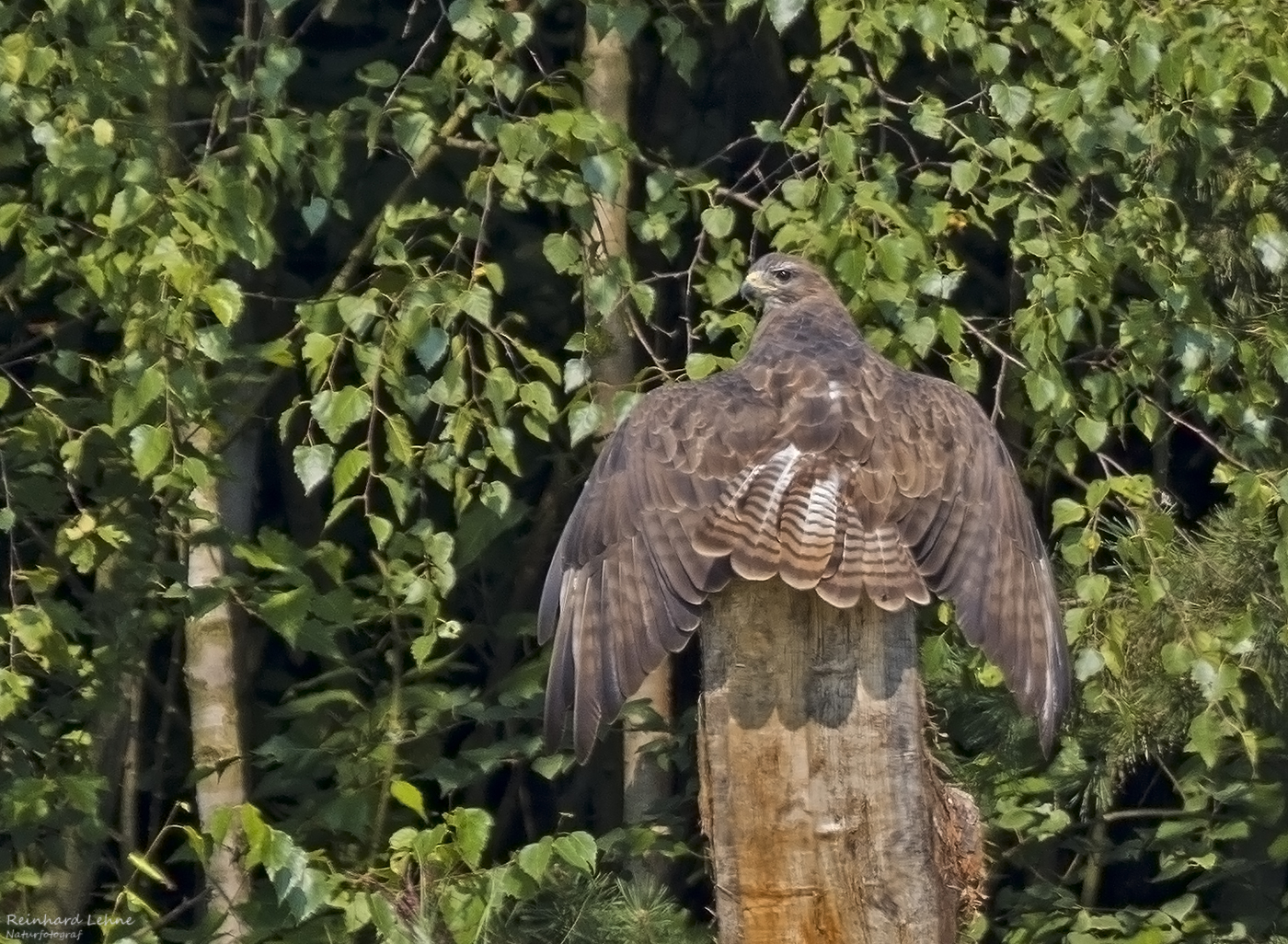  Mäusebussard beim Sonnen