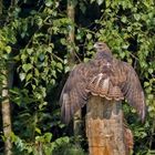  Mäusebussard beim Sonnen