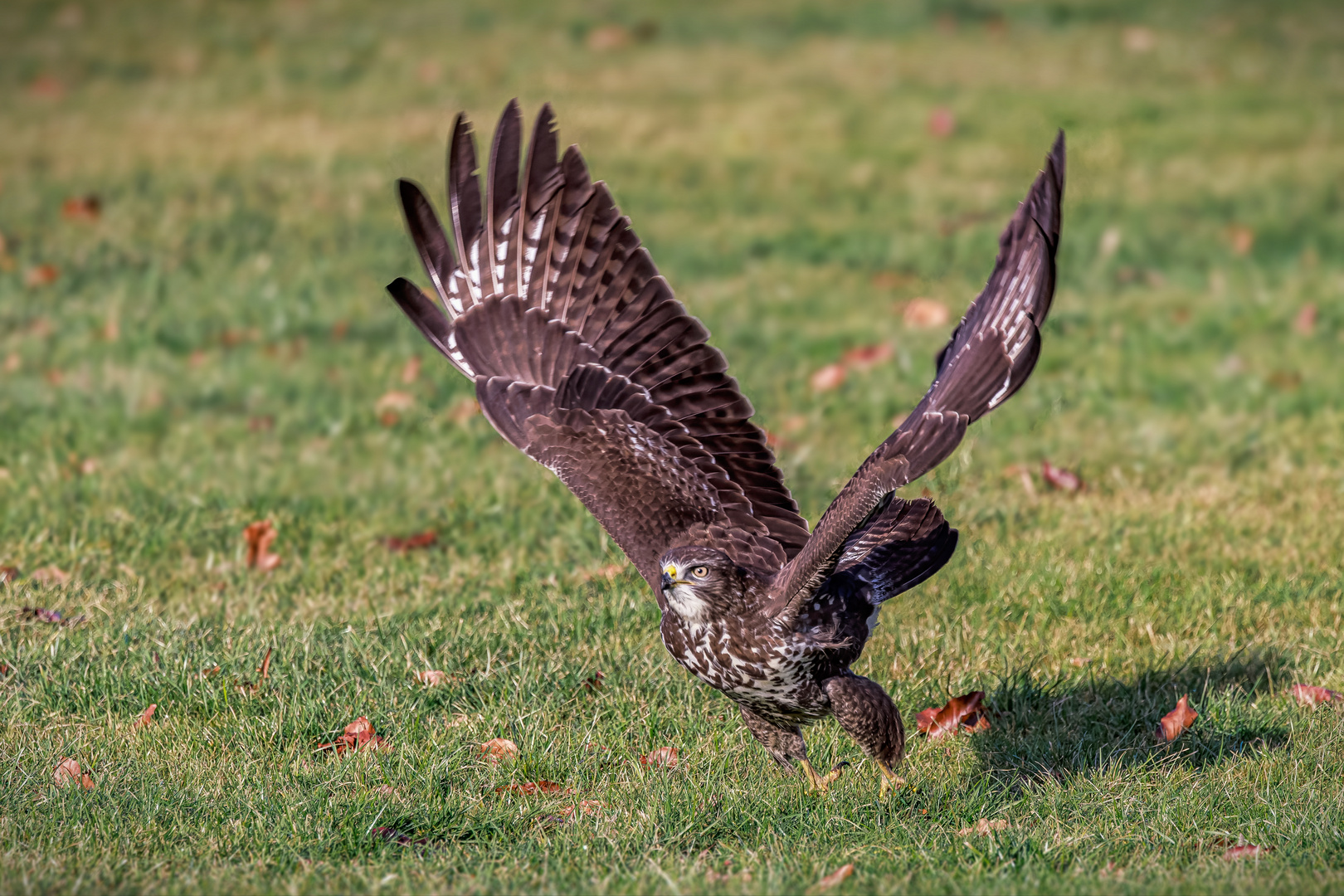 Mäusebussard beim Start