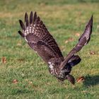 Mäusebussard beim Start