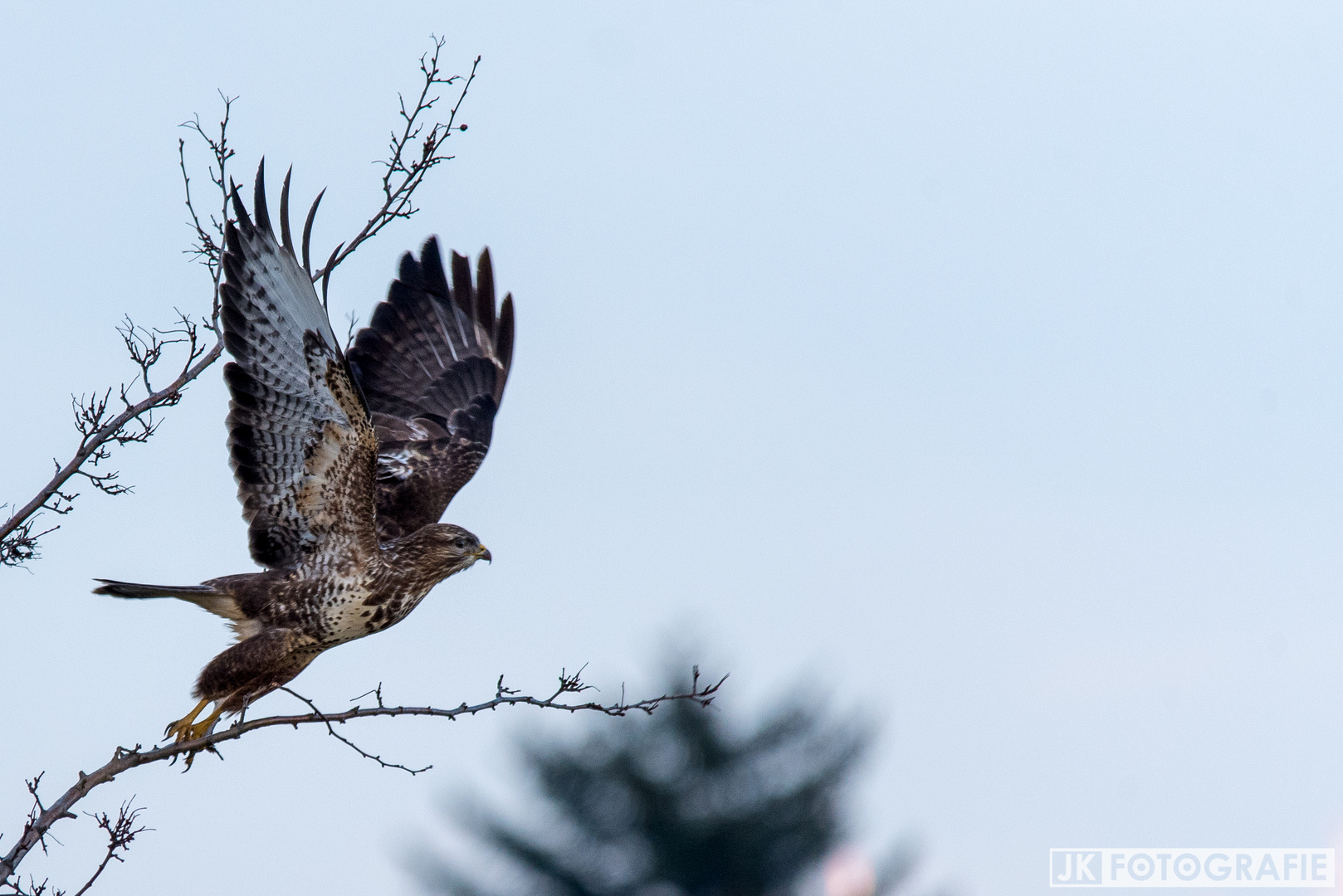 Mäusebussard beim starten vom einem Baum