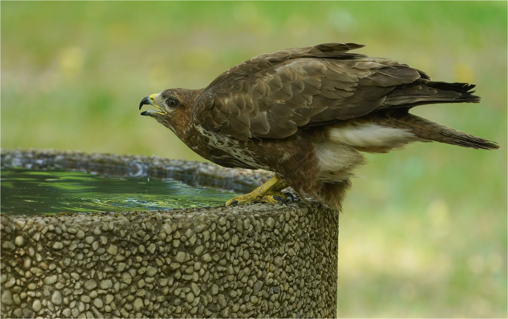 Mäusebussard beim Trinken