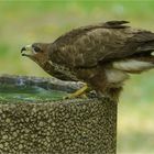 Mäusebussard beim Trinken