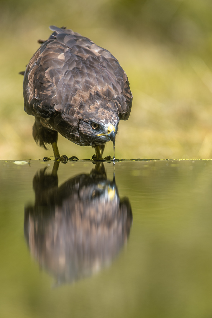 Mäusebussard beim trinken