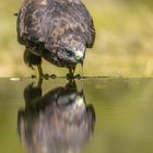 Mäusebussard beim trinken