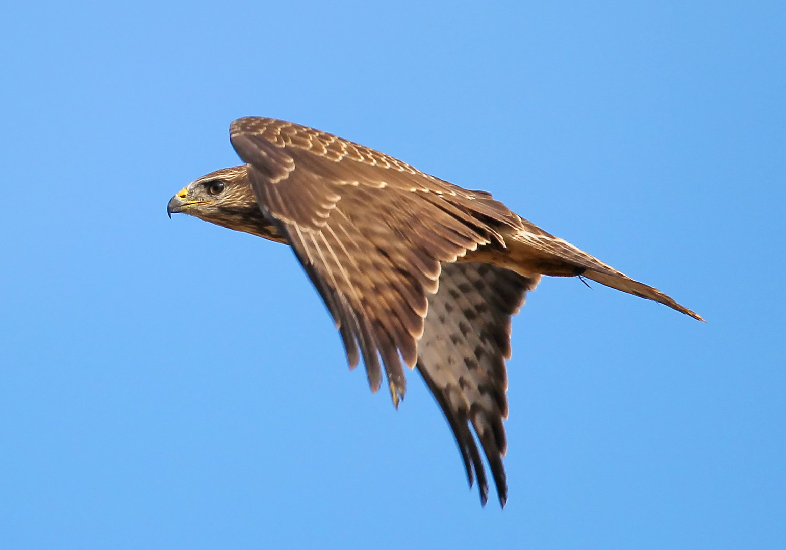 Mäusebussard beim Vorbeiflug