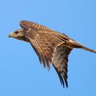 Mäusebussard beim Vorbeiflug