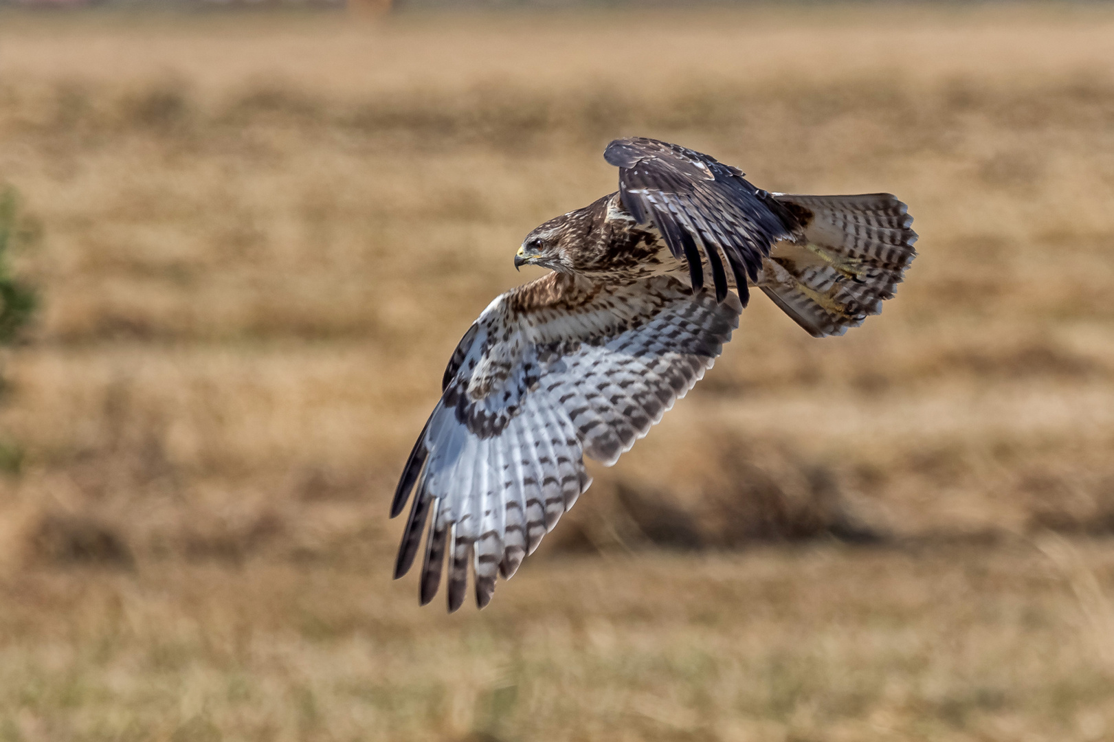 Mäusebussard beim Vorbeiflug