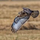 Mäusebussard beim Vorbeiflug