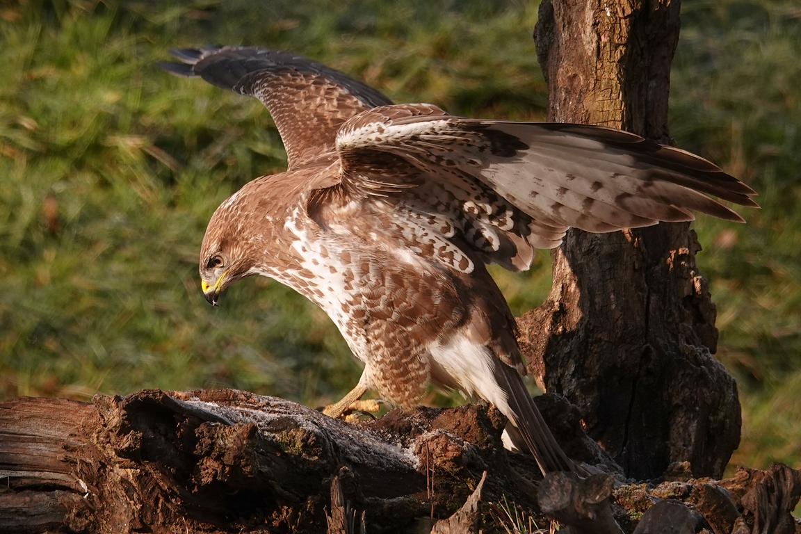 Mäusebussard