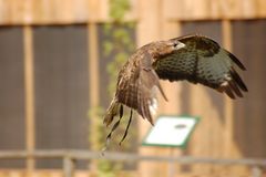 Mäusebussard Bombur im Anflug