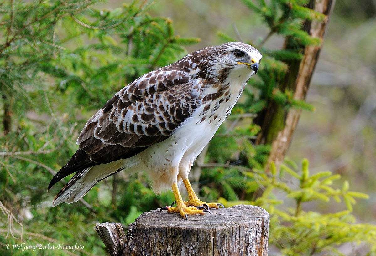 --- Mäusebussard --- ( Butea butea )