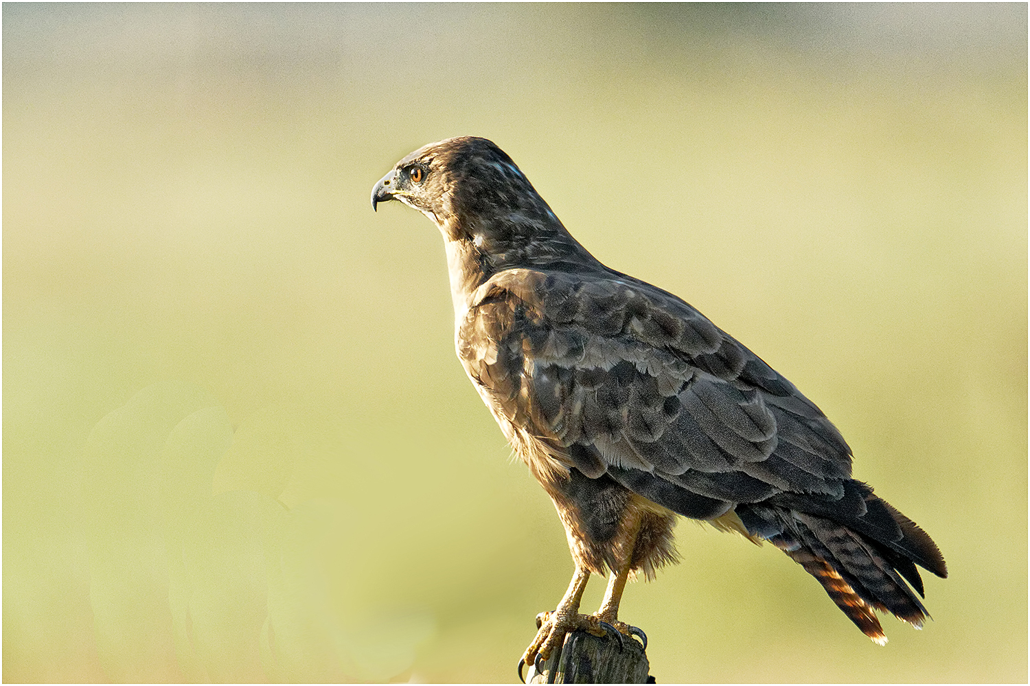 Mäusebussard (Buteo)