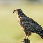 Mäusebussard (Buteo)