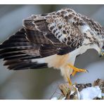 + Mäusebussard + ( Buteo butea )