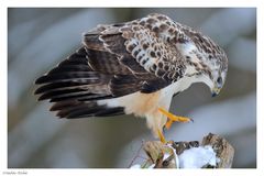 + Mäusebussard + ( Buteo butea )