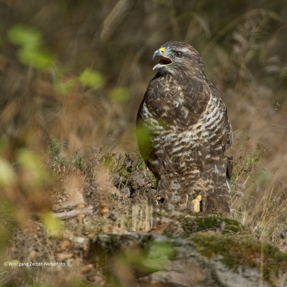 - Mäusebussard - ( Buteo buteo ) Foto & Bild | fotos, natur, tiere ... Buteo Buteo