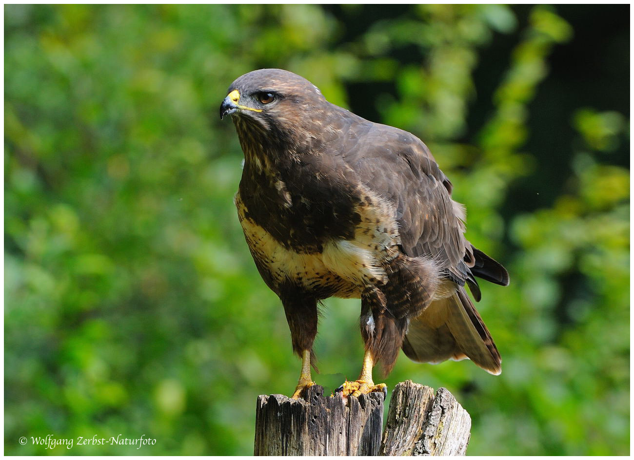 --- Mäusebussard --- ( Buteo buteo )