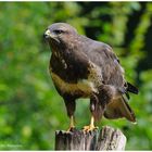 --- Mäusebussard --- ( Buteo buteo )