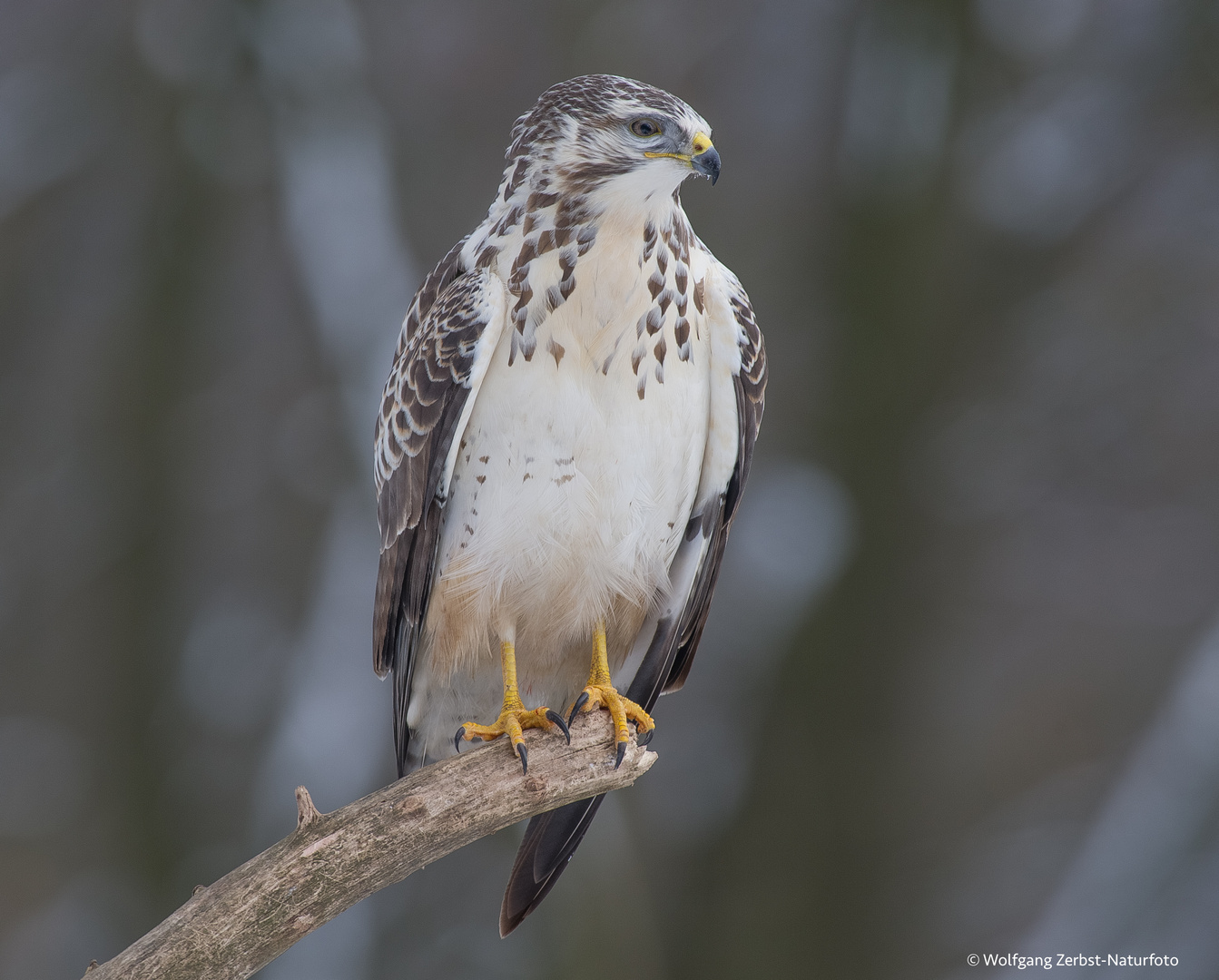 "  Mäusebussard. "  ( Buteo buteo )