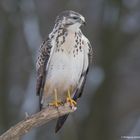 "  Mäusebussard. "  ( Buteo buteo )