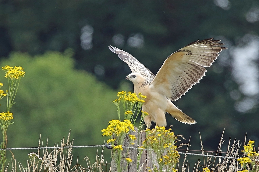 Mäusebussard (Buteo buteo) 