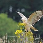 Mäusebussard (Buteo buteo) 