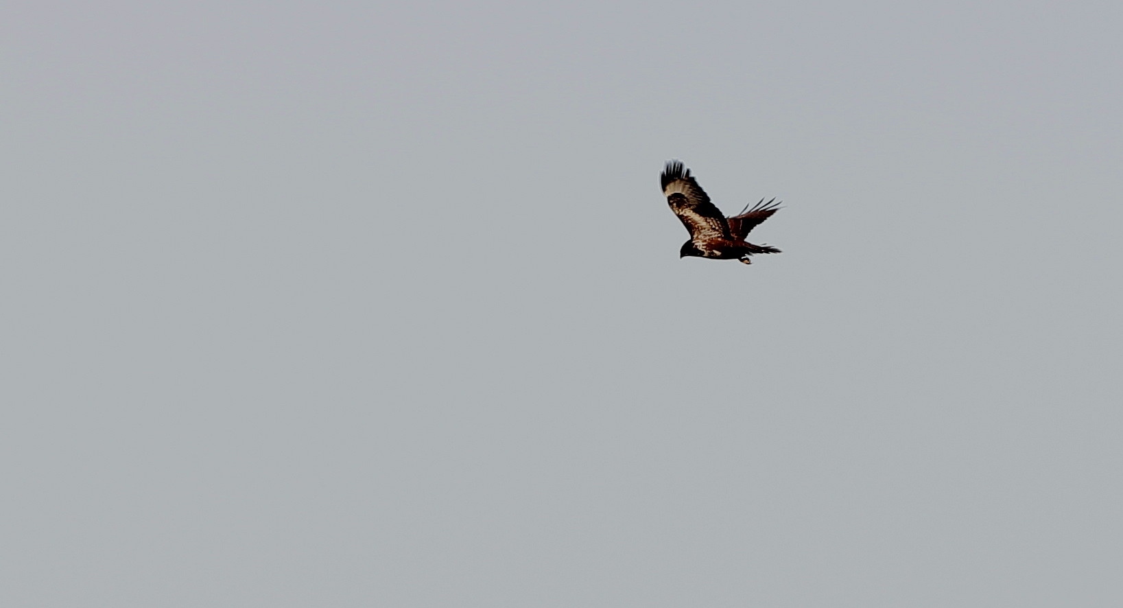 Mäusebussard (Buteo buteo)...