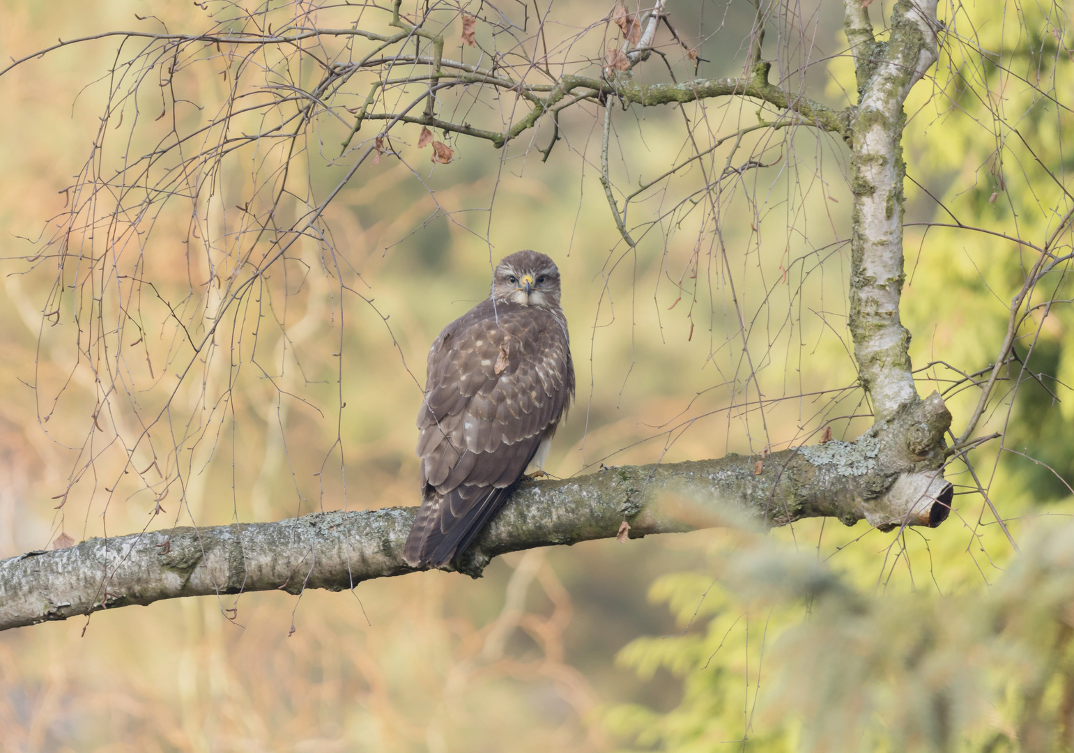 ~Mäusebussard (Buteo buteo)~