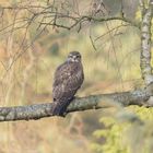 ~Mäusebussard (Buteo buteo)~