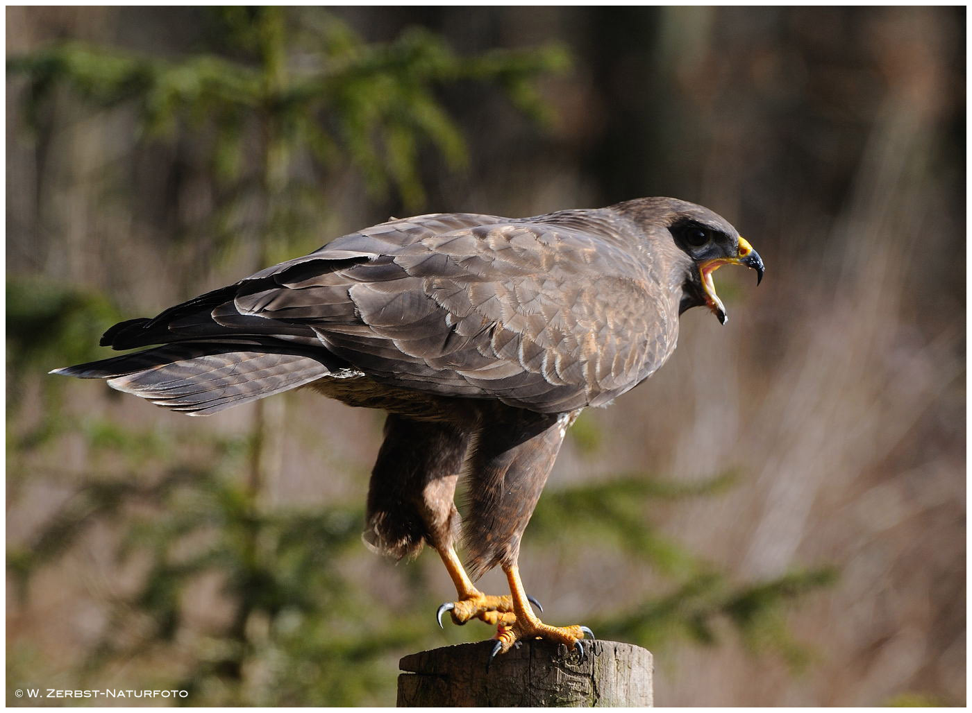 --- Mäusebussard --- ( Buteo buteo )