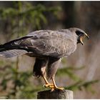 --- Mäusebussard --- ( Buteo buteo )