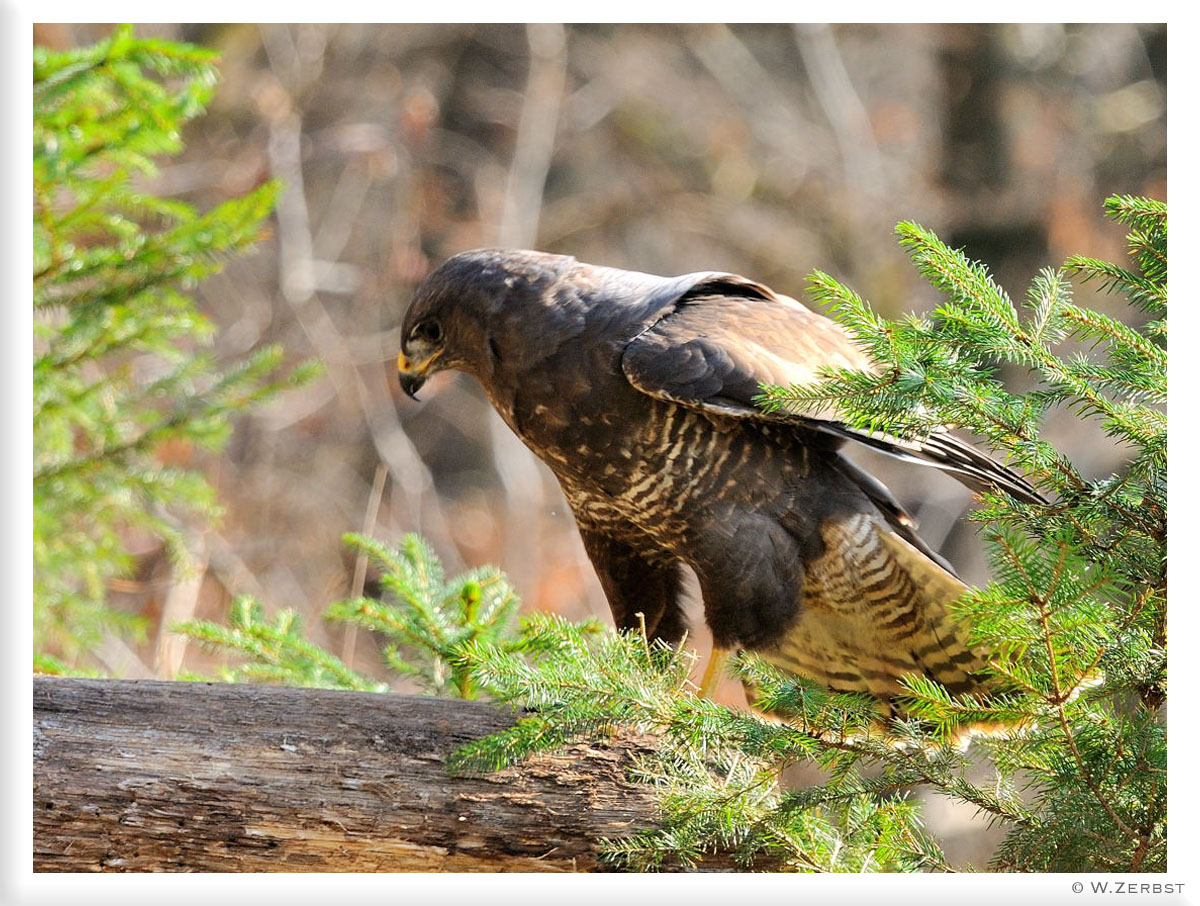 - Mäusebussard - ( Buteo buteo )