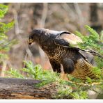 - Mäusebussard - ( Buteo buteo )