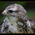 Mäusebussard (Buteo buteo)