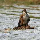 Mäusebussard (Buteo buteo)