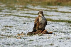 Mäusebussard (Buteo buteo)