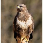 - Mäusebussard - ( Buteo buteo )