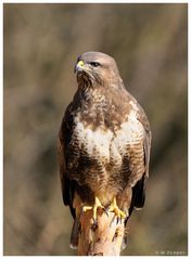 - Mäusebussard - ( Buteo buteo )