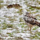  Mäusebussard (Buteo buteo)